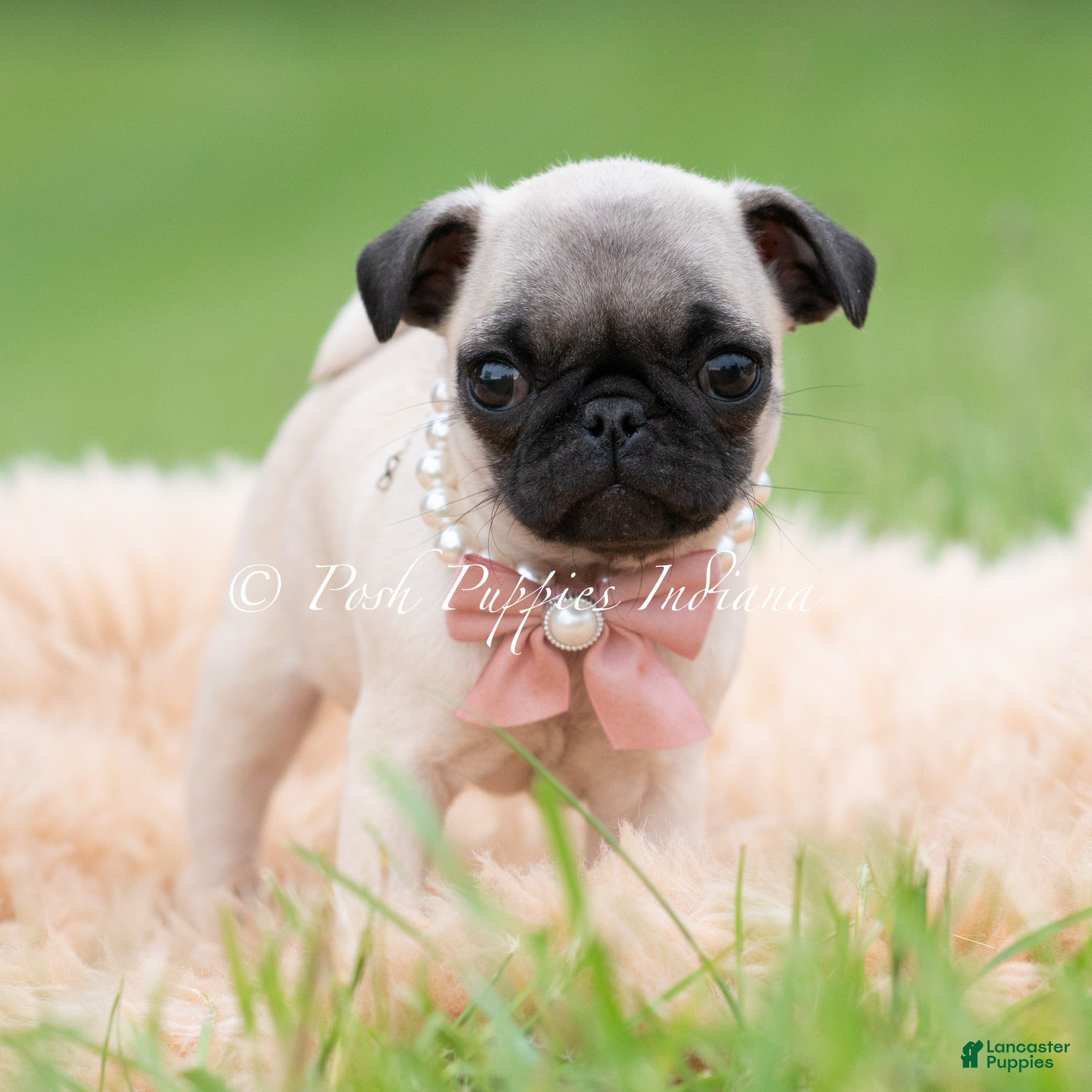 Pug dogs for sale: Love Bug - Ad 3
