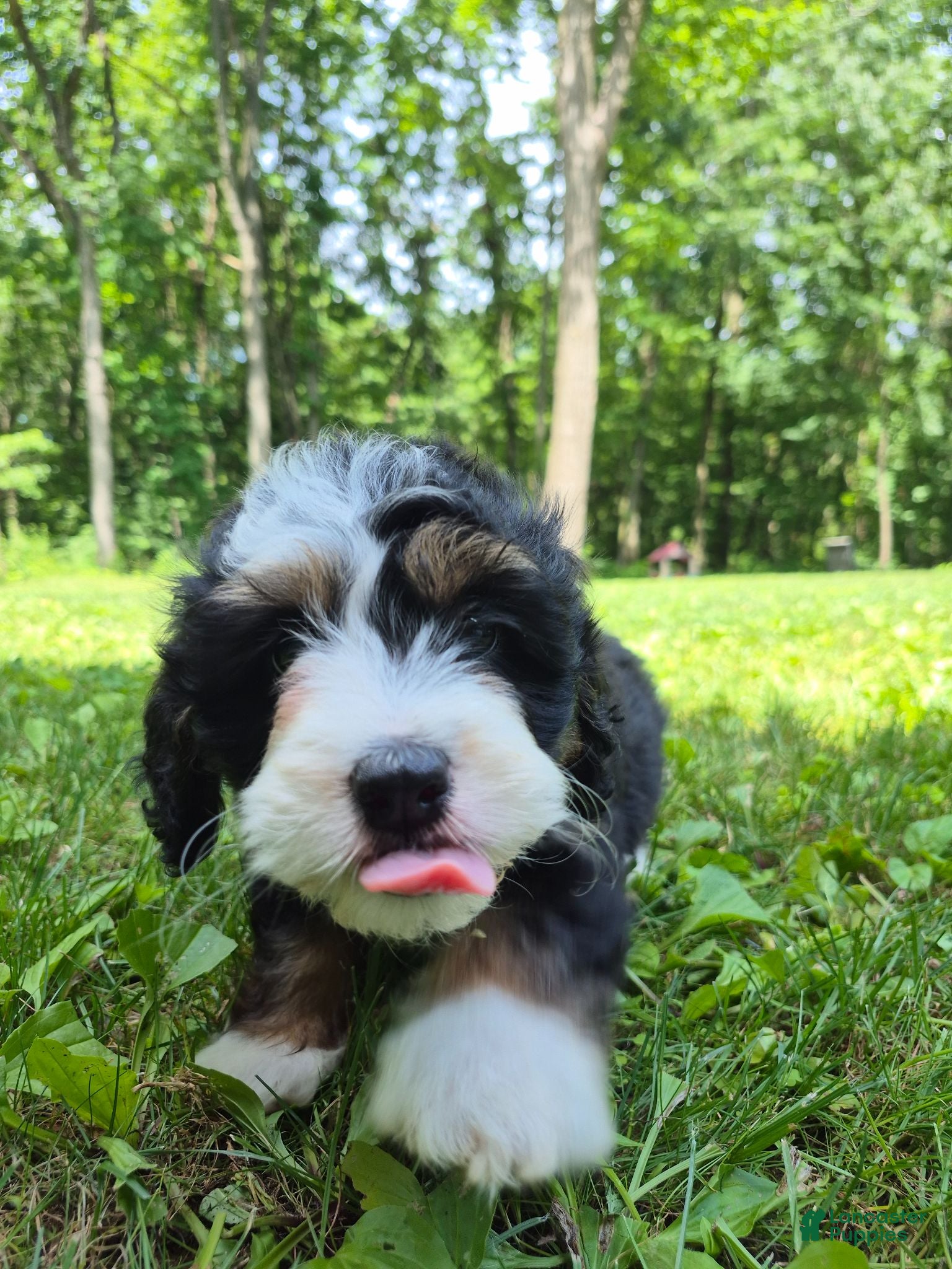 Bernedoodle dogs Bernedoodle 1 - Ad 2