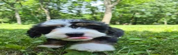 Bernedoodle dogs for sale: Bernedoodle 1 - Ad 2