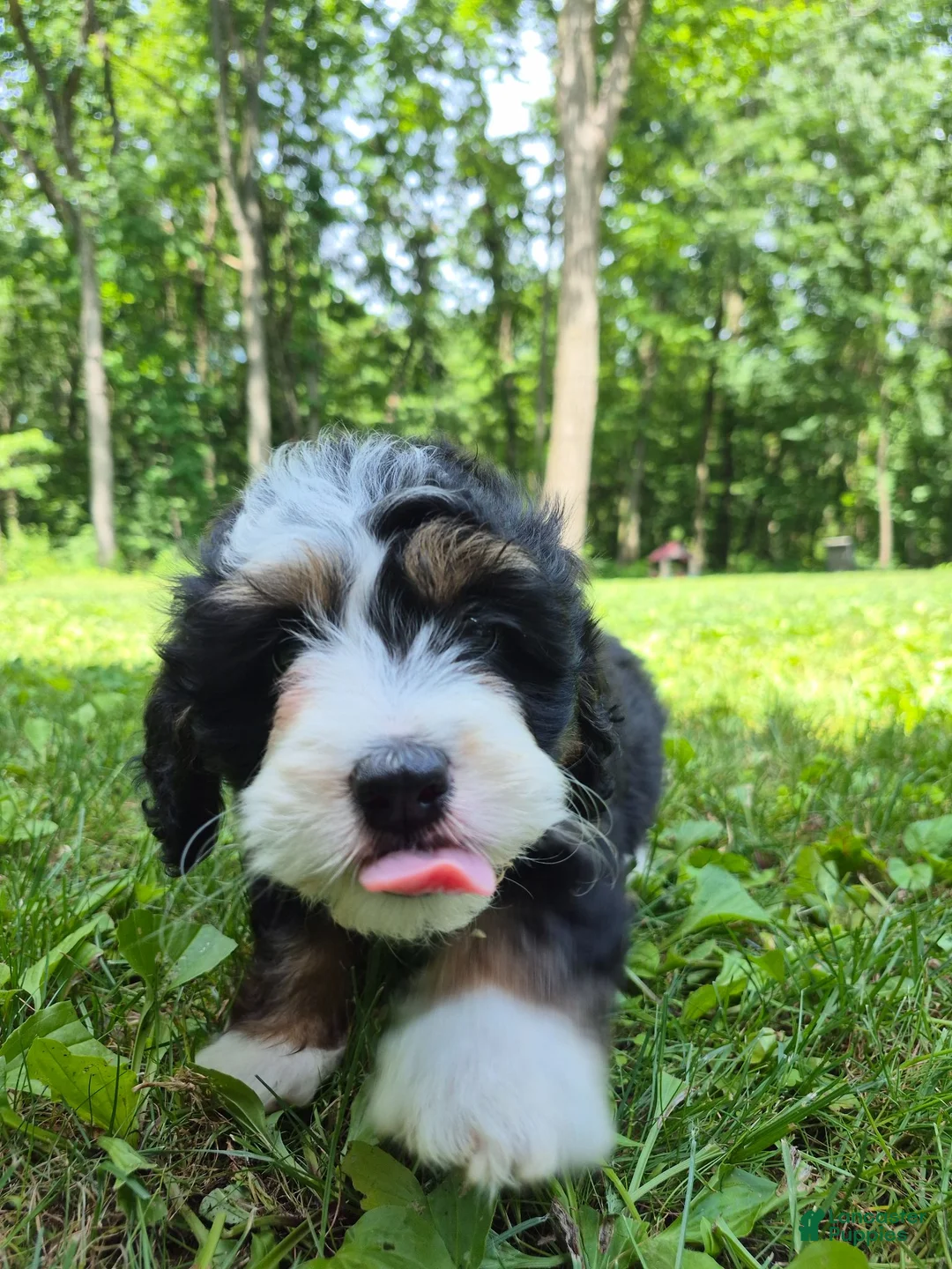 Bernedoodle dogs for sale: Bernedoodle 1 - Ad 2