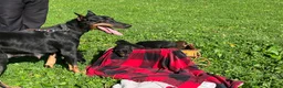 Doberman Pinscher dogs for sale: Luna❤️Akc Champion Bloodlines  - Ad 3