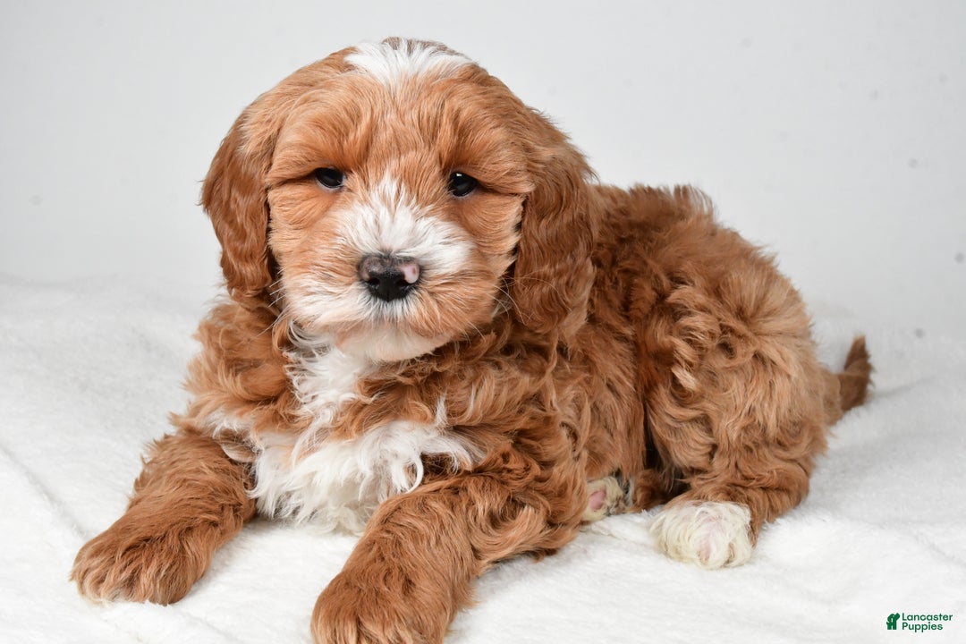 Mini Goldendoodle dogs for sale: Dasher - Ad 3