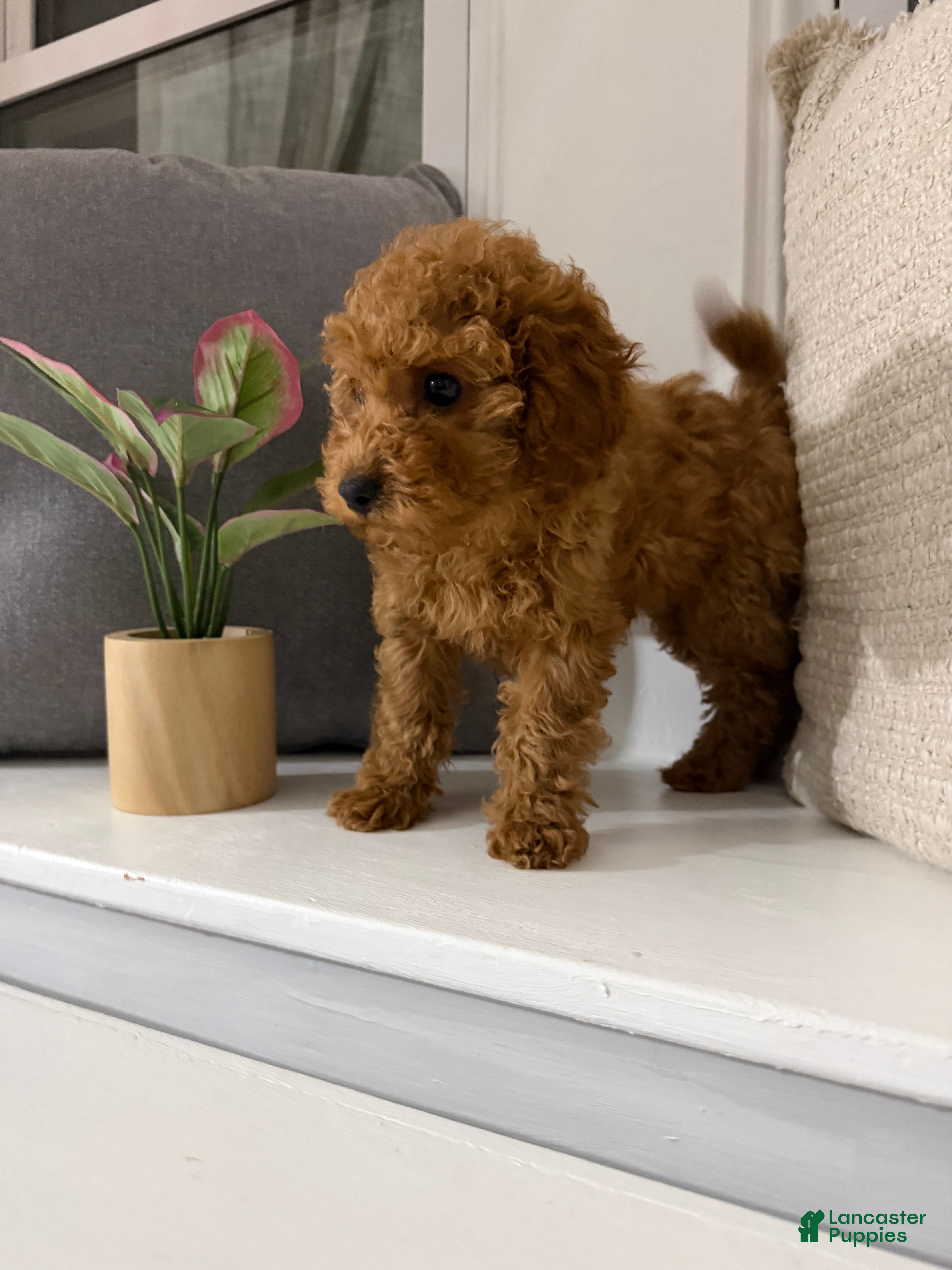 Cockapoo dogs Maple - Ad 2