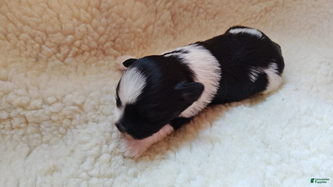 Miniature Schnauzer dogs for sale: Miniature Schnauzer Boy 2 - Ad 4