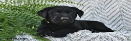 Labrador Retriever dogs for sale: Terry  - Ad 3