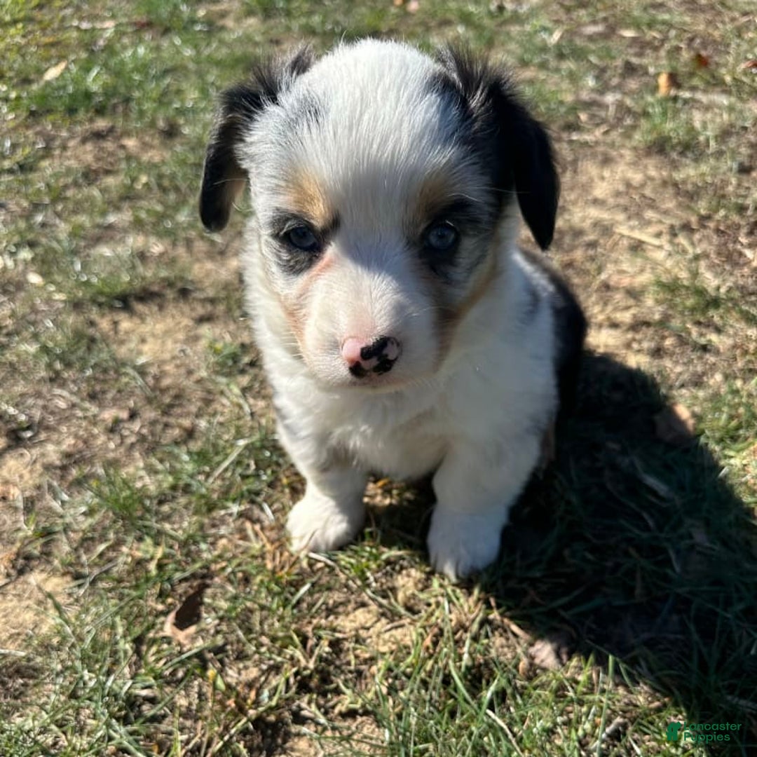 Welsh Corgi Pembroke dogs for sale: Brutus - Ad 2