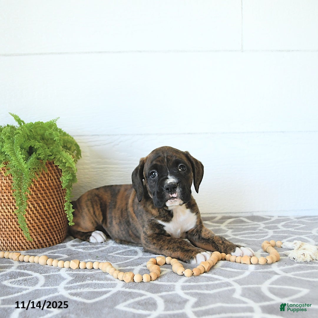 Boxer dogs for sale: Rudolph - Ad 6