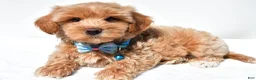 Maltipoo dogs for sale: Galen - Ad 3