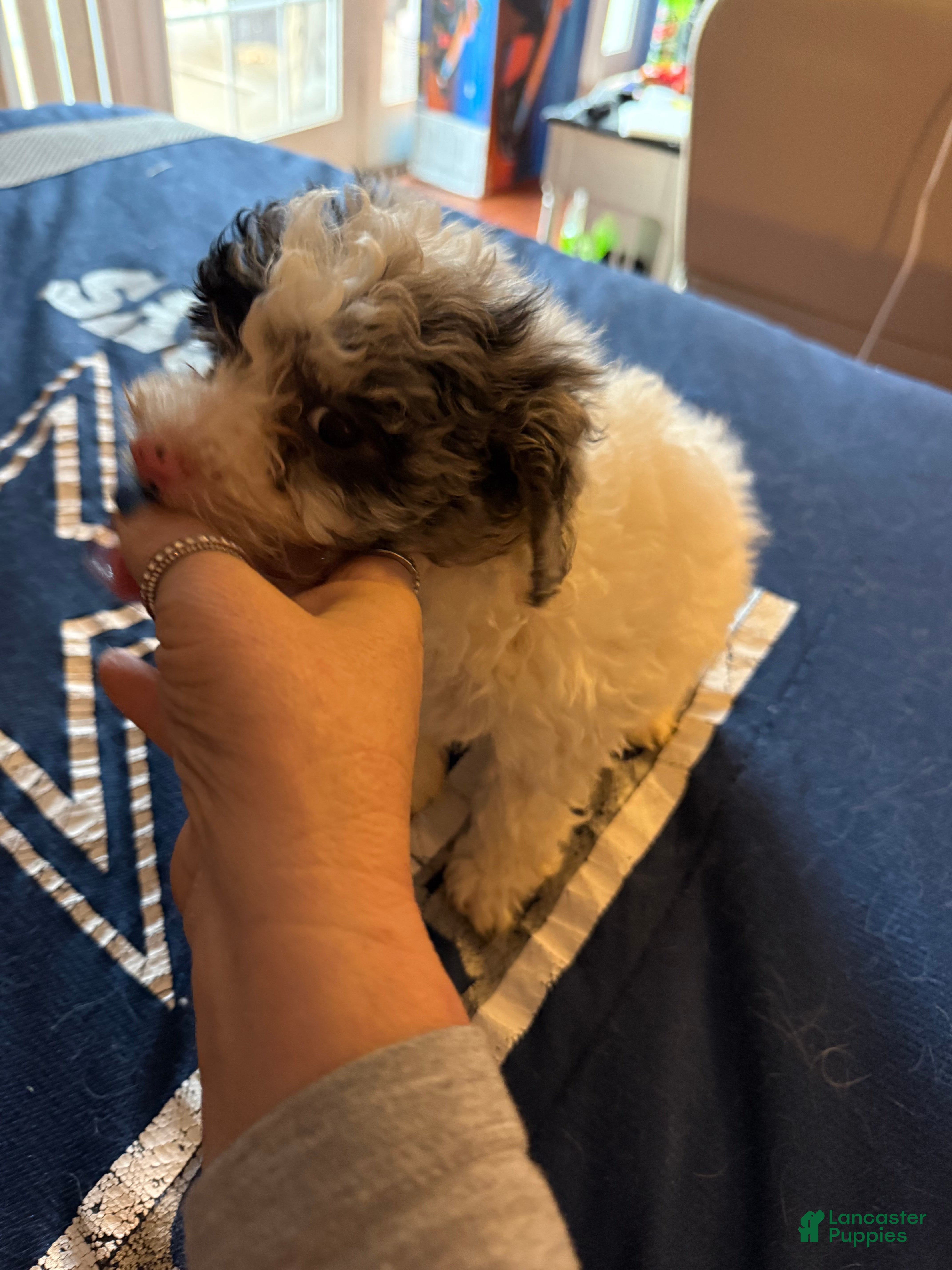 Cavapoo dogs Angel merle - Ad 2