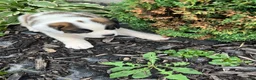 Saint Bernard dogs for sale: Saint Bernard 7 - Ad 1