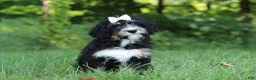 Mini Bernedoodle dogs for sale: Phoebe - Ad 9