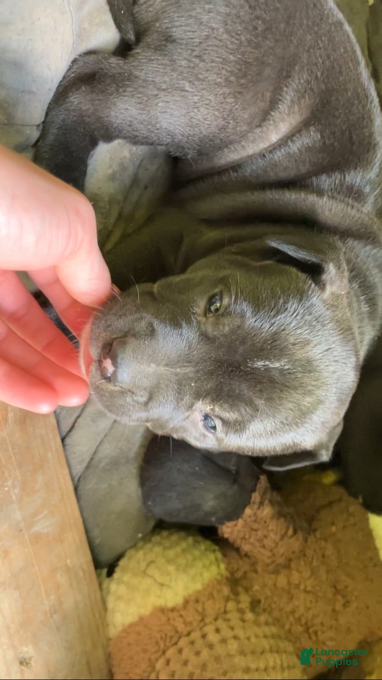 American Pit Bull Terrier dogs American Pit Bull Terrier 3 - Ad 6