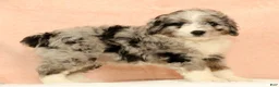Mini Aussiedoodle dogs for sale: Max - Ad 7