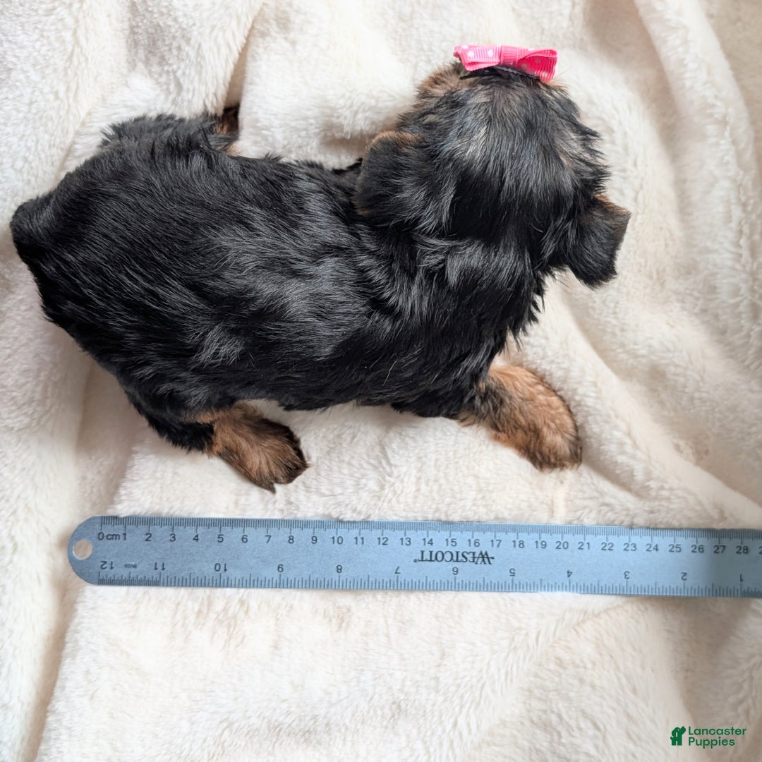 Yorkshire Terrier dogs for sale: Anna - Ad 11