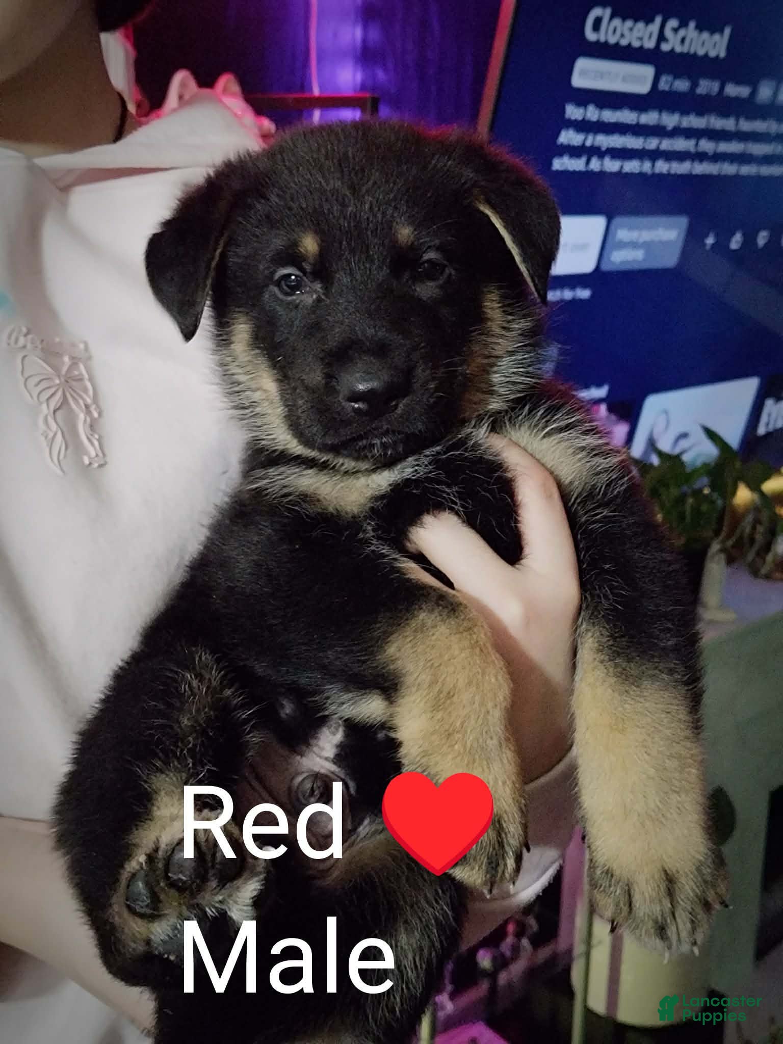 German Shepherd dogs German Shepherd Puppy 2 - Ad 1