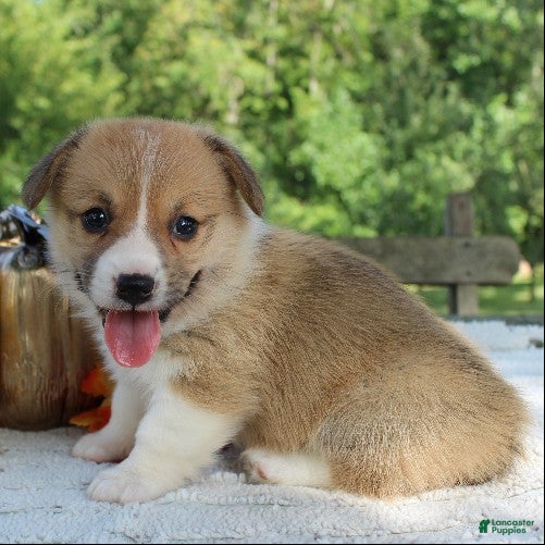 Welsh Corgi Pembroke dogs Sasha - Ad 2