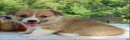 Welsh Corgi Pembroke dogs for sale: Sasha - Ad 2