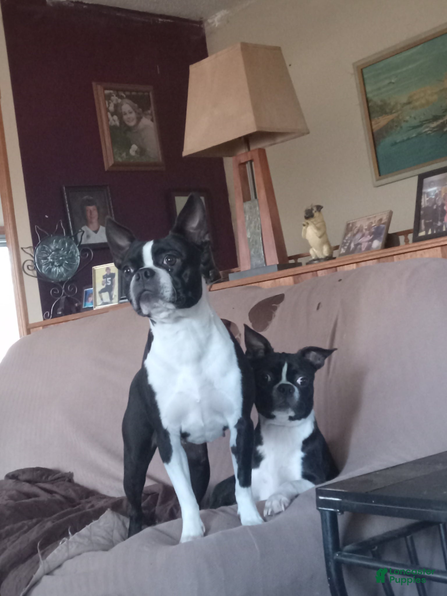 Boston Terrier dogs g-4 - Ad 2