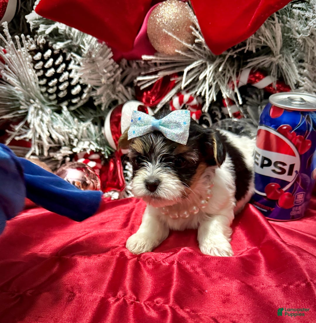 Yorkshire Terrier dogs for sale: Wakko  - Ad 15