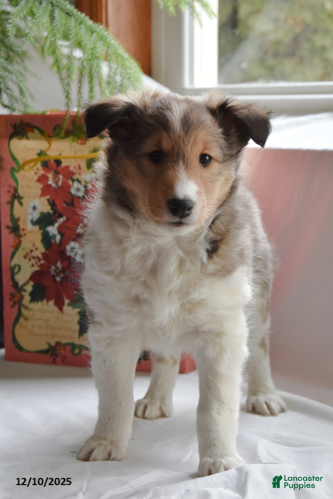 Shetland Sheepdog dogs for sale: Tonya - Ad 2