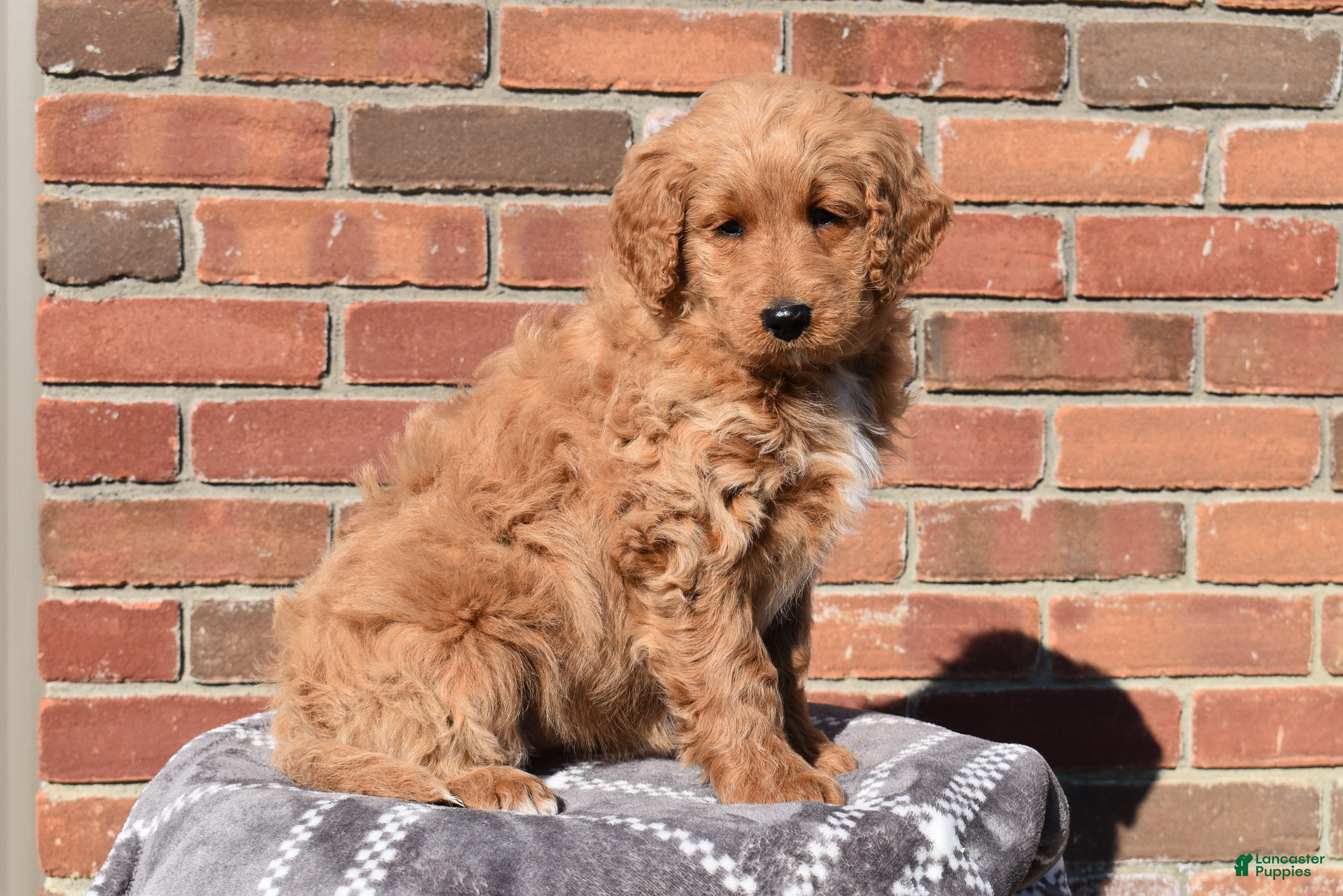 Goldendoodle dogs Angie - Ad 2
