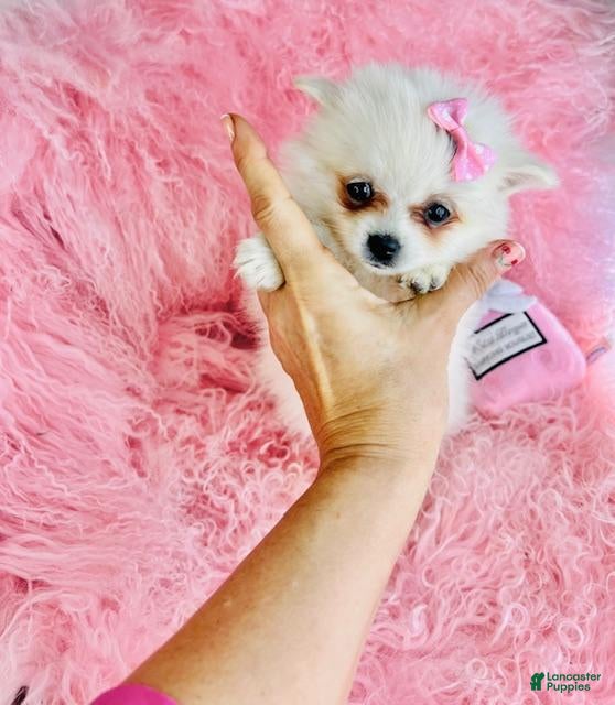 Pomeranian dogs Pomeranian Puppy 1 - Ad 9