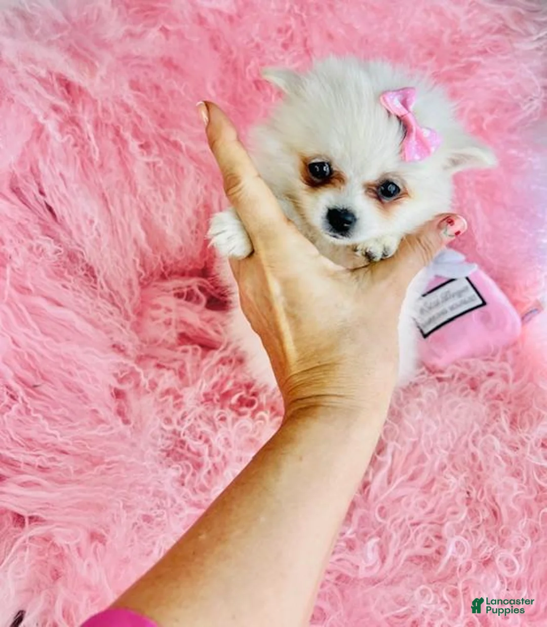 Pomeranian dogs for sale: Pomeranian Puppy 1 - Ad 1