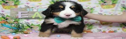 Bernese Mountain Dog dogs for sale: Moose  - Ad 3