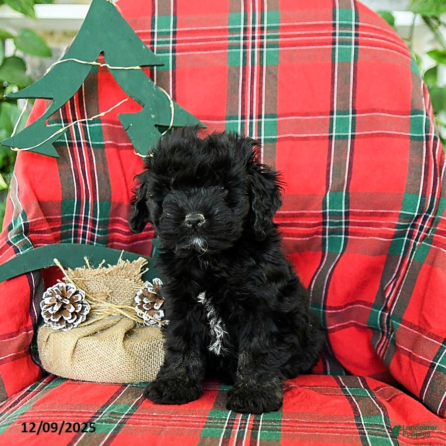 Cockapoo dogs Snuggles   - Ad 3