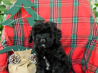 Cockapoo dogs Snuggles - Ad 7