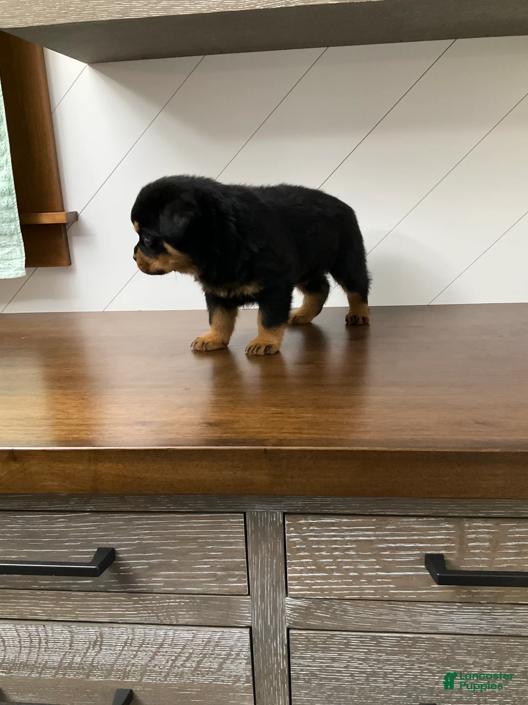 Rottweiler dogs for sale: Rottweiler Puppy 2 - Ad 4