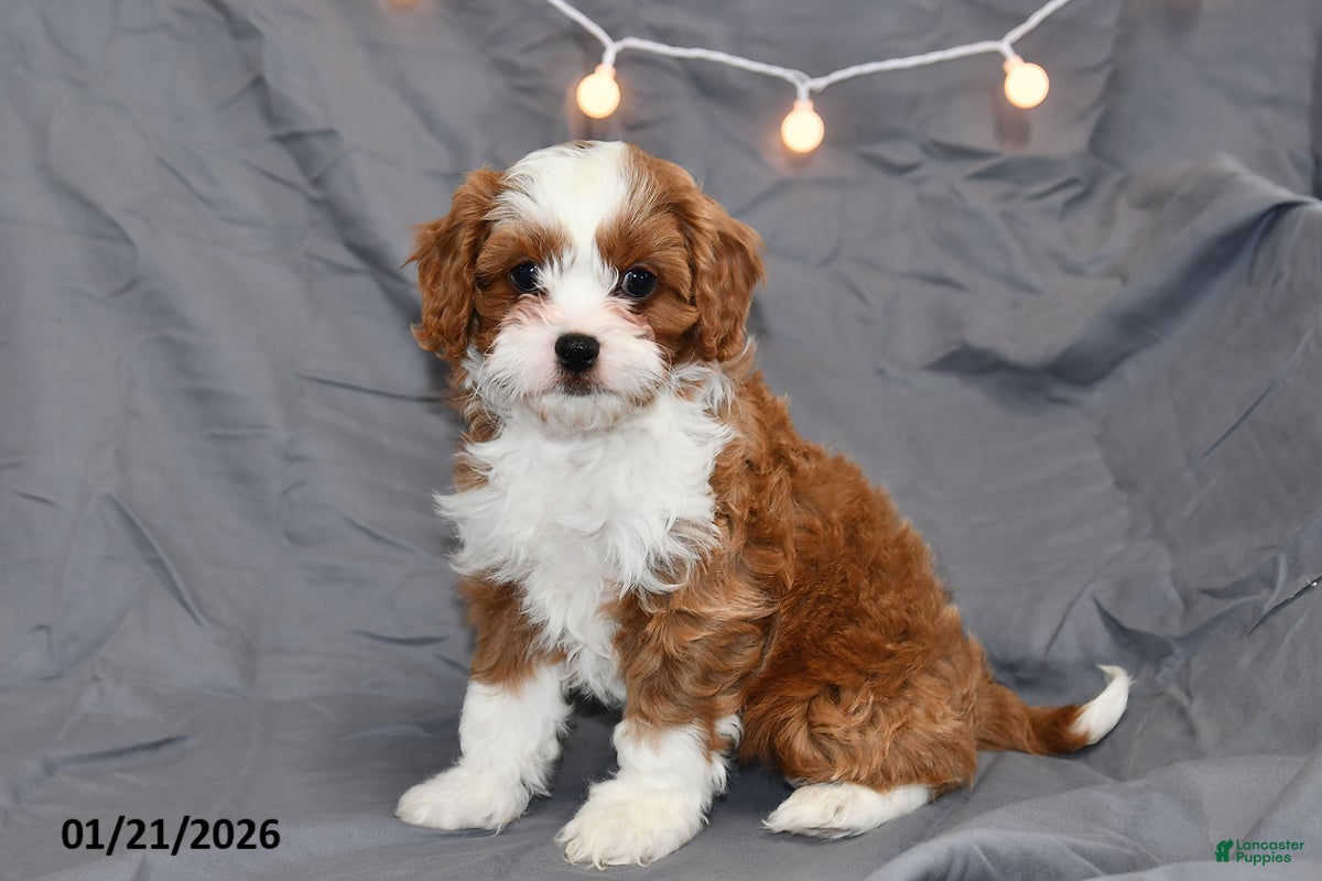 Cavapoo dogs Molly - Ad 42