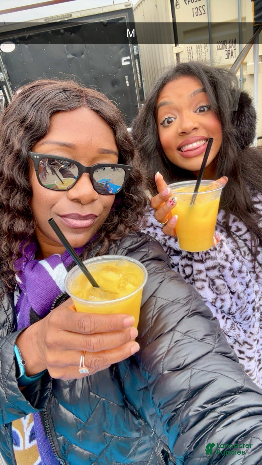 Shih Tzu dogs for sale: Lucy - Ad 12