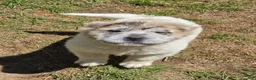 Shar Pei dogs for sale: Nova  - Ad 19