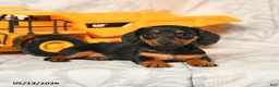 Miniature Dachshund dogs for sale: Lily - Ad 4