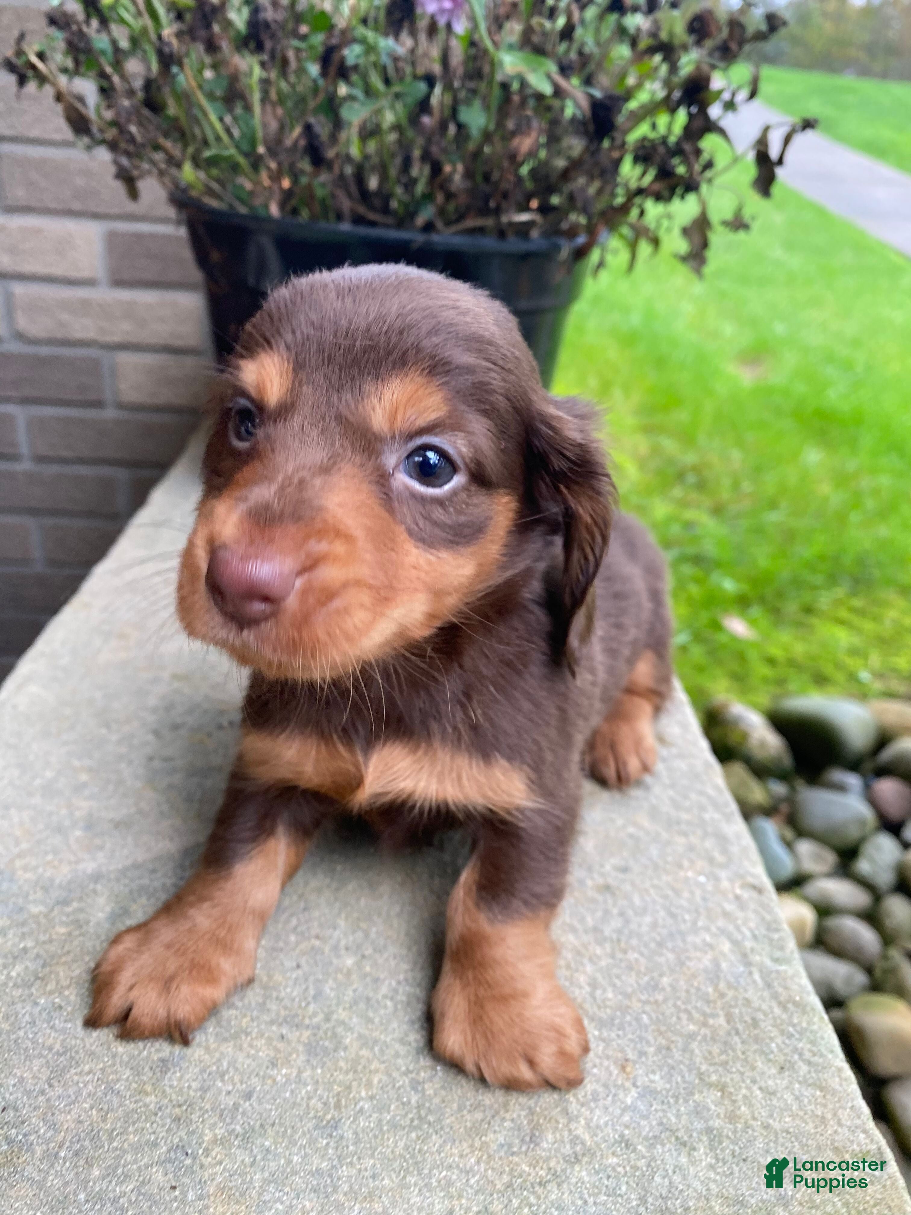 Miniature Dachshund dogs Reece - Ad 1