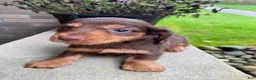 Miniature Dachshund dogs for sale: Reece - Ad 1