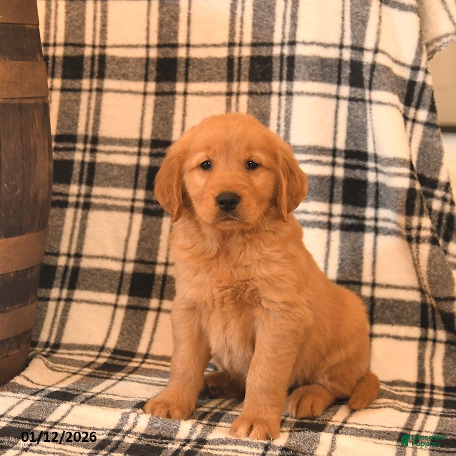 Golden Retriever dogs Vader  - Ad 8