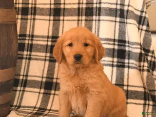 Golden Retriever dogs Vader - Ad 9