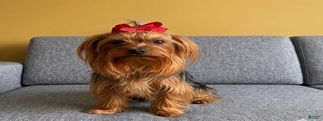 Kiki