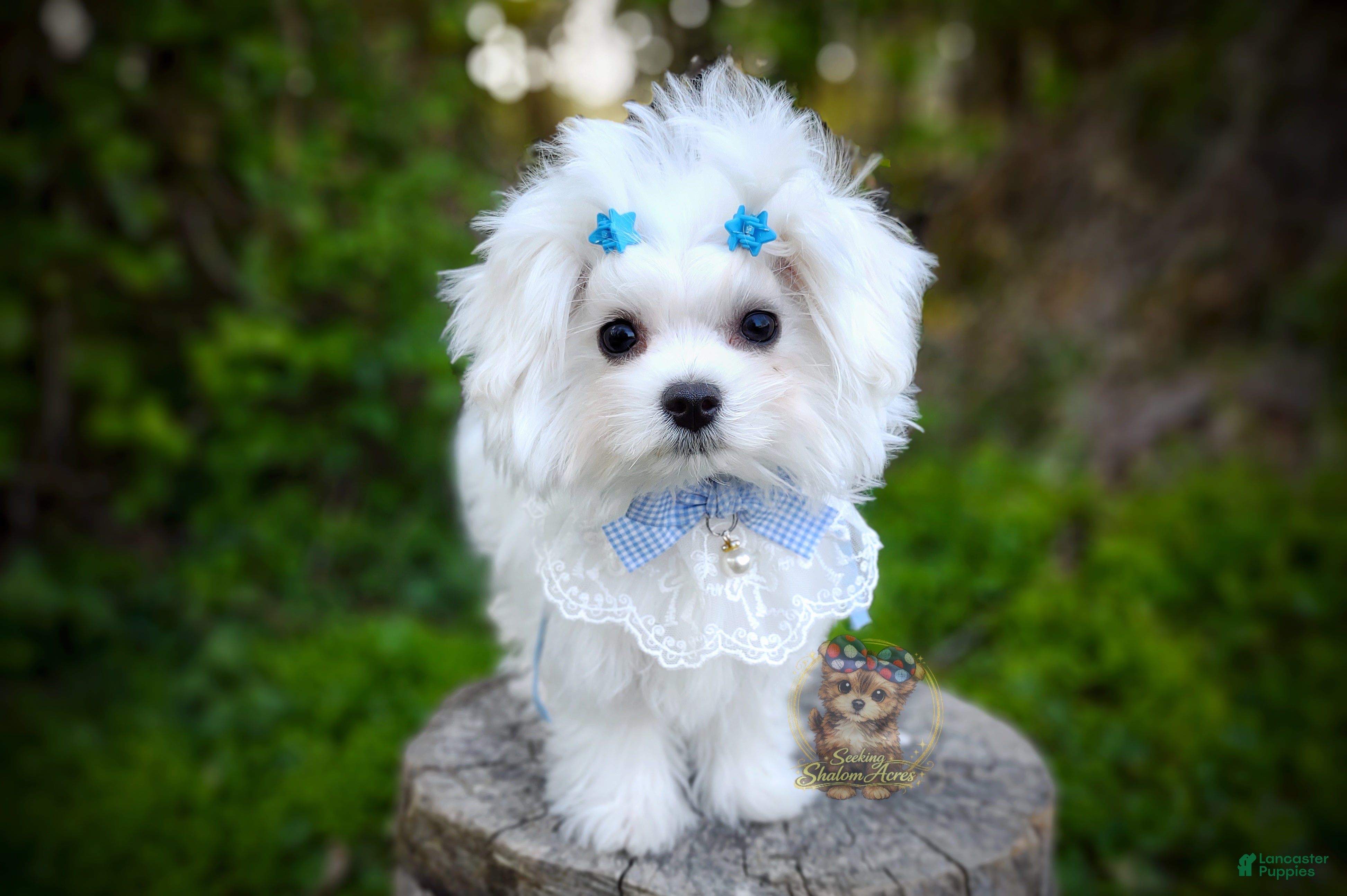 Maltese dogs Korean Babydoll Snowball  - Ad 33