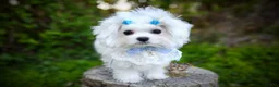 Maltese dogs for sale: Korean Babydoll Snowball  - Ad 1