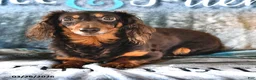 Miniature Dachshund dogs for sale: Charlie - Ad 7