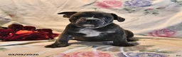 Frenchton dogs for sale: Blue  - Ad 8