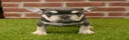 French Bulldog dogs for sale: Mandy - Ad 2