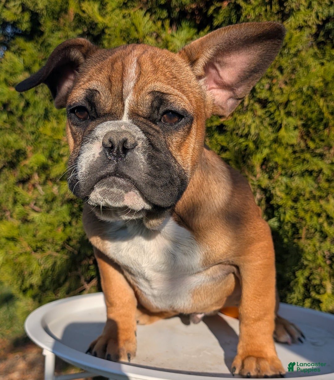 French Bulldog dogs for sale: Odin - Ad 10