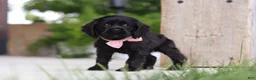 Cocker Spaniel dogs for sale: Beauty - Ad 7