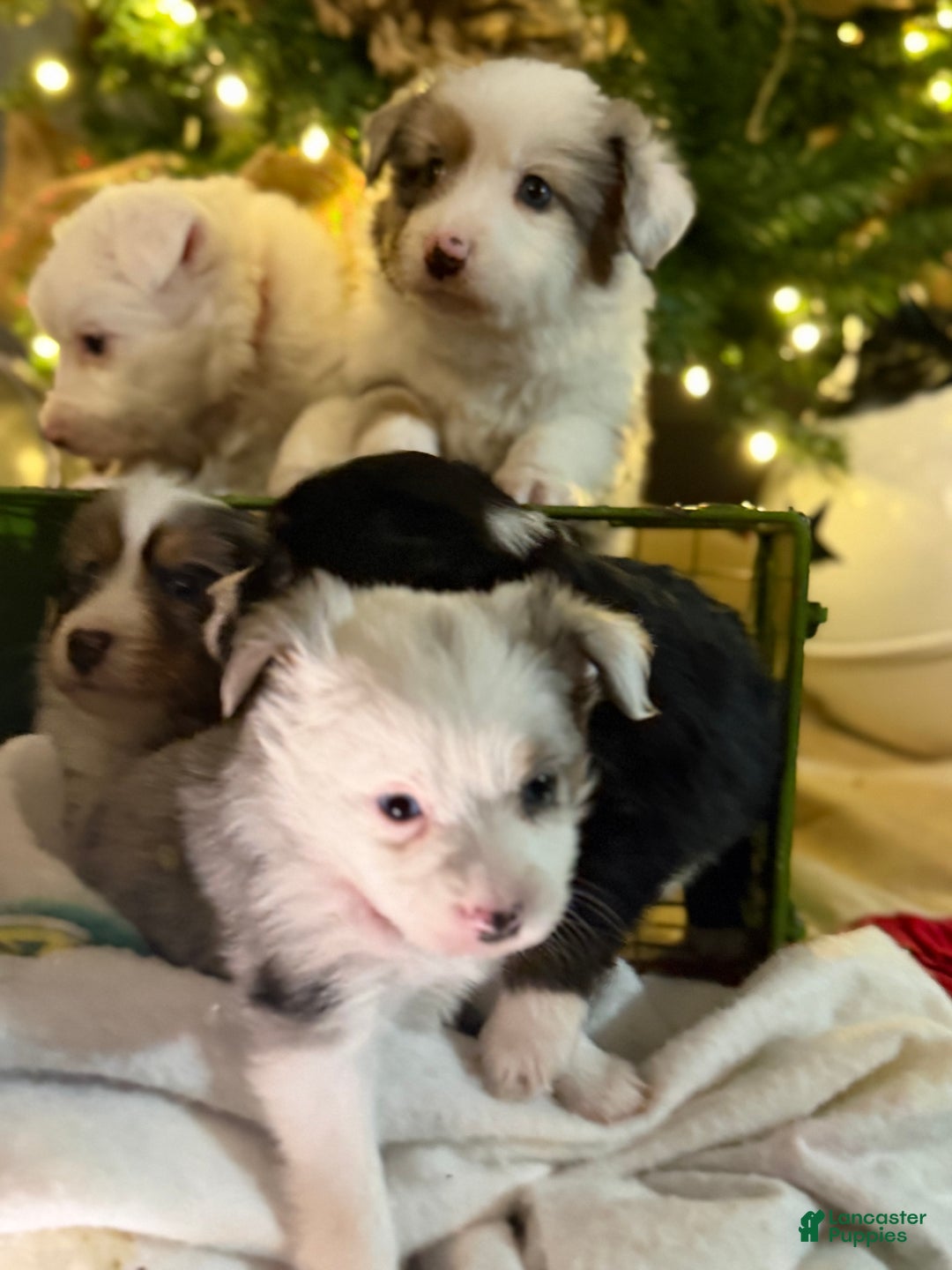 Miniature Australian Shepherd dogs for sale: PINK - Ad 5