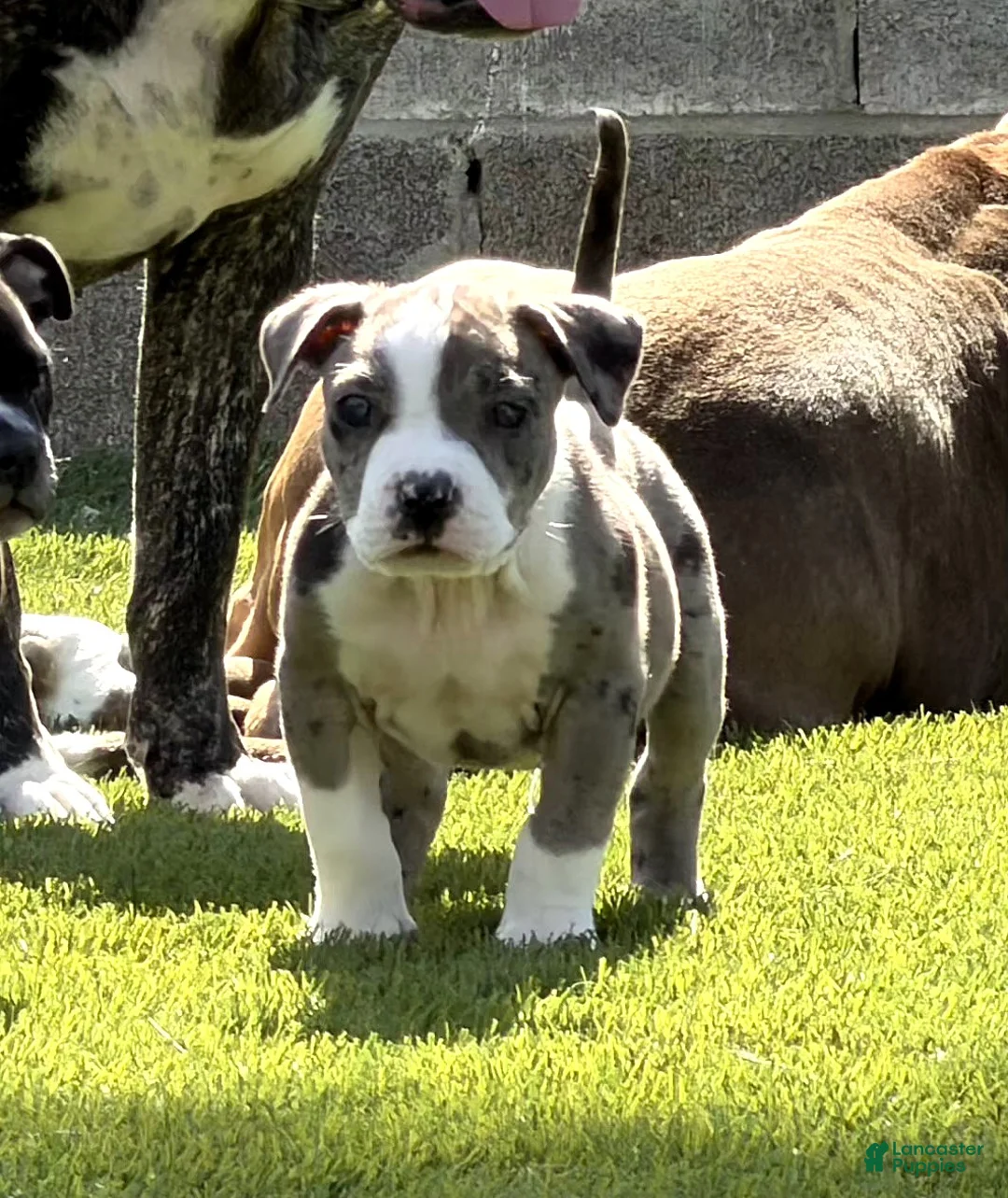 American Bully dogs for sale: DENZEL WASHINGTON - Ad 2
