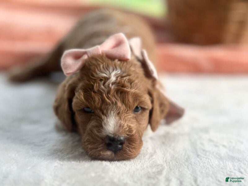 Mini Goldendoodle dogs Roseann - Ad 1